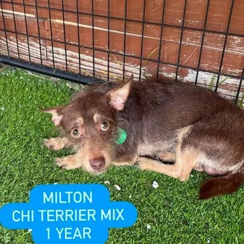Milton