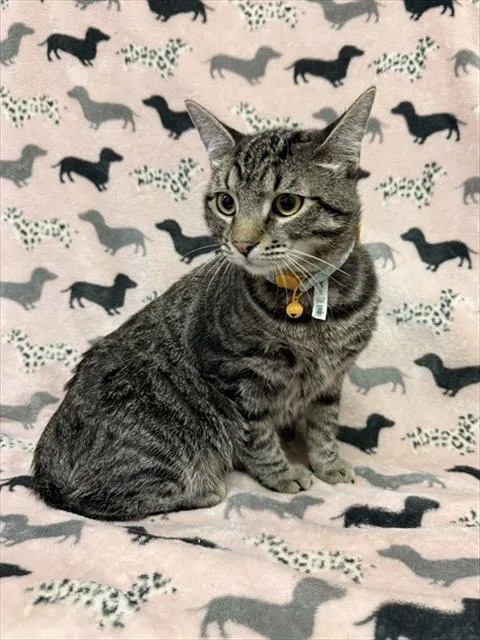 A young medium-sized male Domestic Short Hair cat named Kc for adoption in Castaic, CA