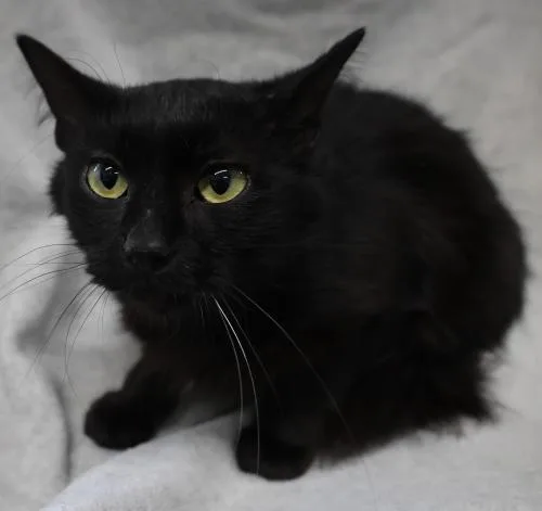 An adult medium-sized female Domestic Short Hair cat named Shari for adoption in Thief River Falls, MN