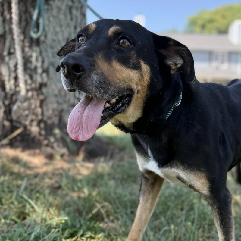 An adult medium-sized male Tricolor (Brown, Black, & White) Shepherd dog named Nitro for adoption in Columbia, SC