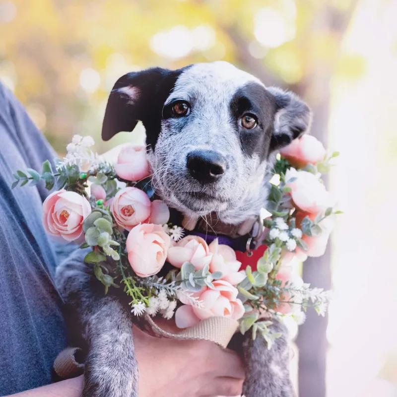 A baby medium-sized female Australian Cattle Dog / Blue Heeler dog named Ivy for adoption in Boulder, CO