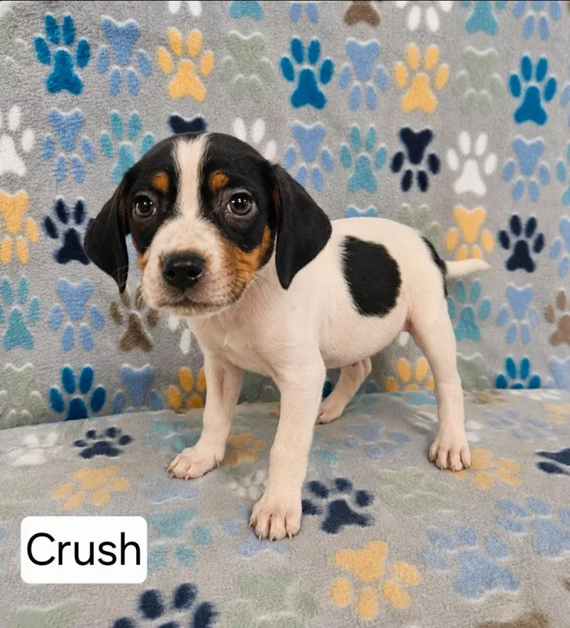 A baby medium-sized male English Coonhound dog named Crush for adoption in Wabash, IN