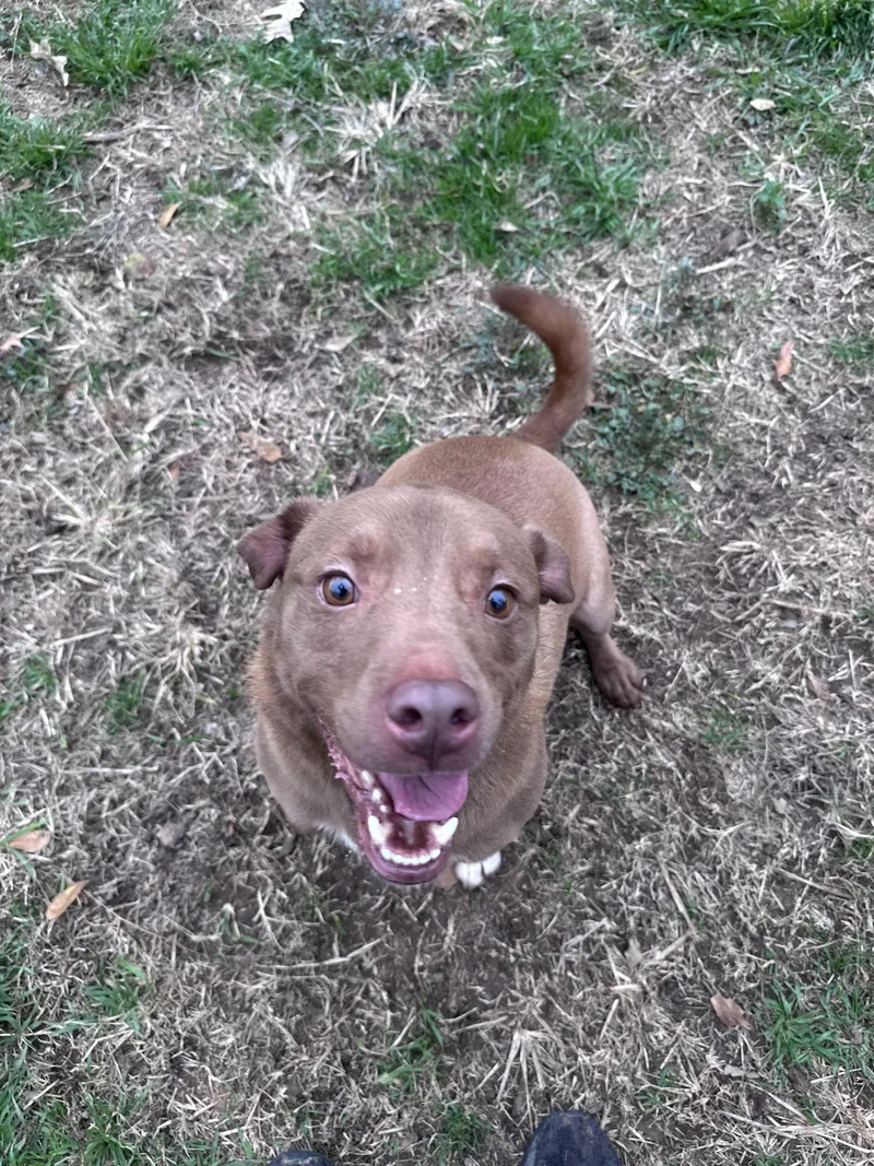 Fred Flinstone thumbnail 2