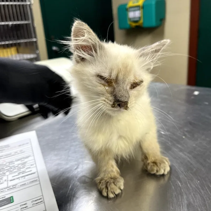 A baby small-sized male White Domestic Long Hair cat named Benedict for adoption in Pauls Valley, OK