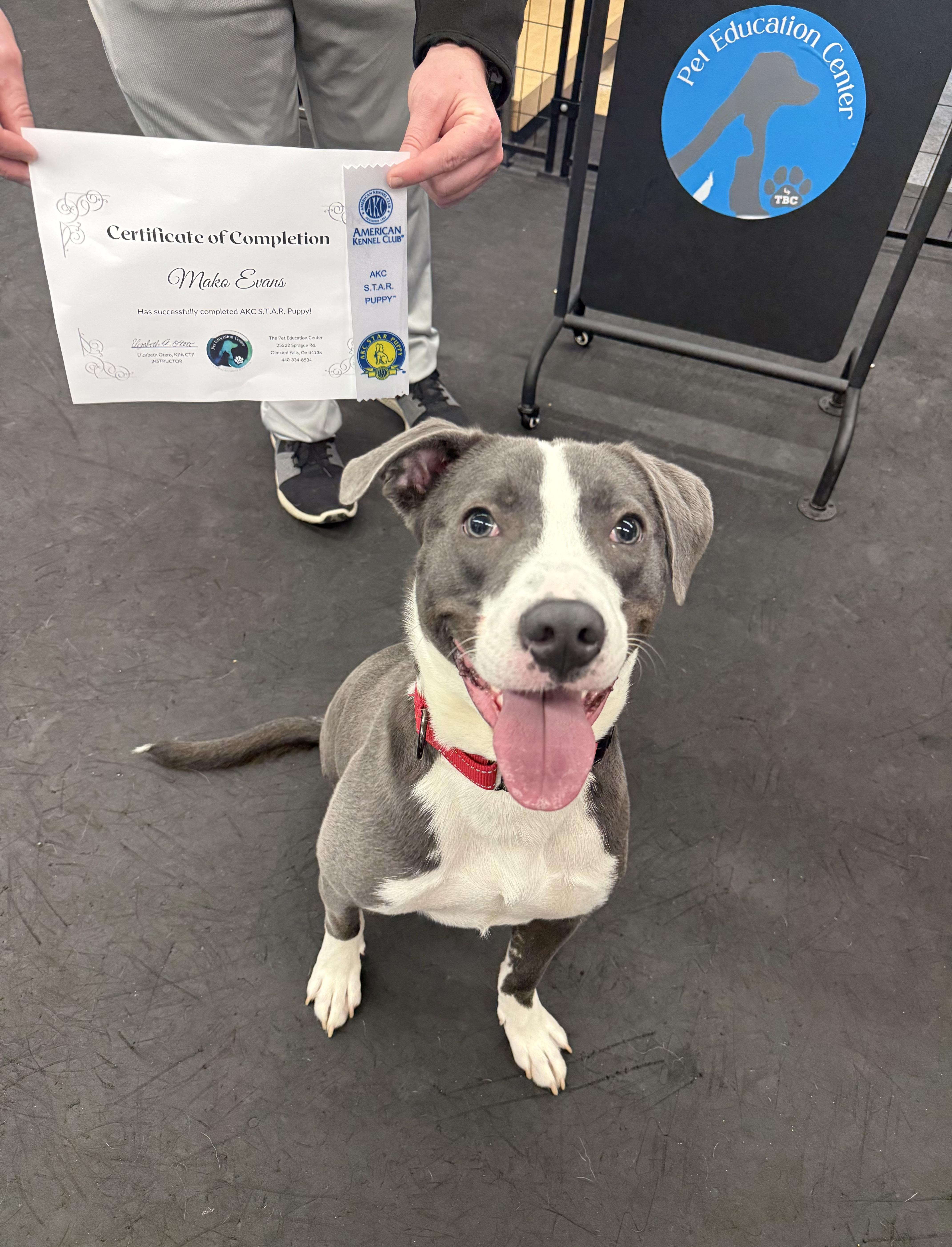 An adult medium-sized male Gray / Blue / Silver Pit Bull Terrier dog named Mako for adoption in Copley, OH