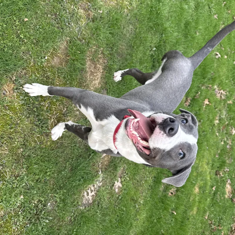 Mako thumbnail 3