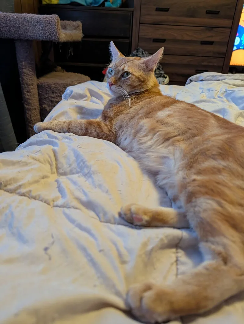 A young medium-sized male Tabby (Orange / Red) Domestic Short Hair cat named Oscar for adoption in Gladstone, OR