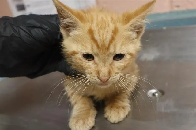 A baby small-sized male Domestic Short Hair cat named Sir Pounce for adoption in Columbia, SC