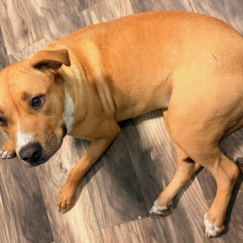 A young medium-sized female Terrier dog named Wendy for adoption in Walker, LA