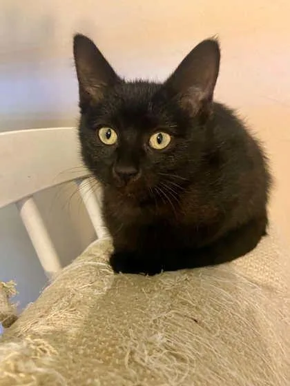 A young medium-sized male Black Domestic Short Hair cat named Benson for adoption in Edmond, OK