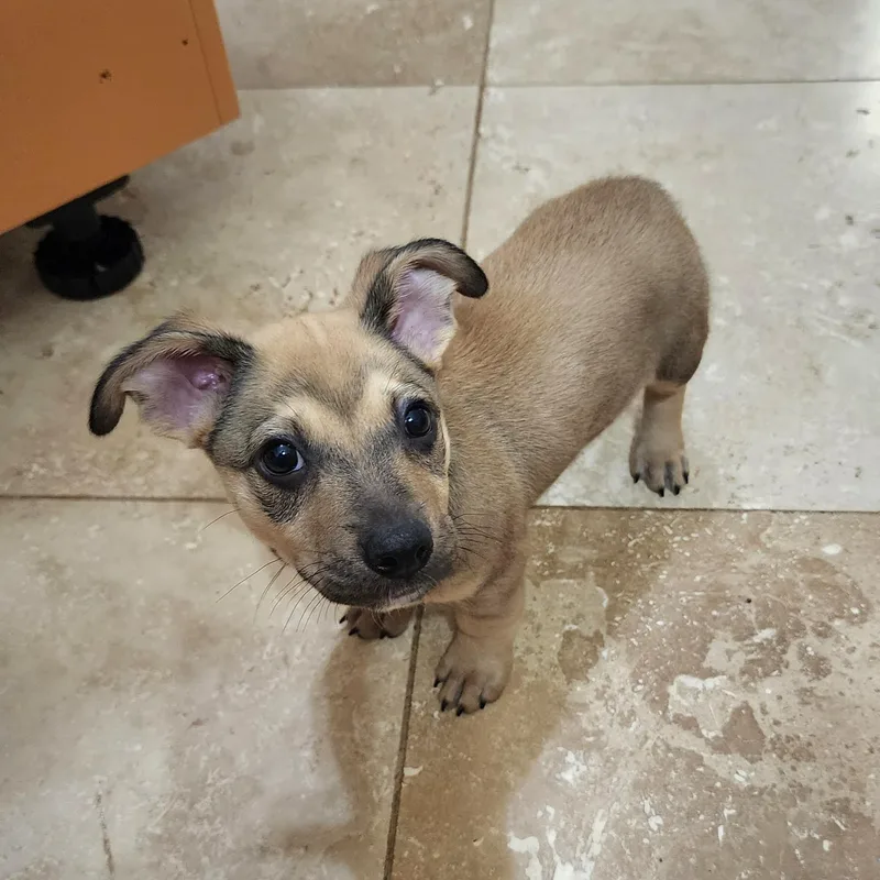 A baby small-sized male Terrier dog named Tang for adoption in Cumming, GA