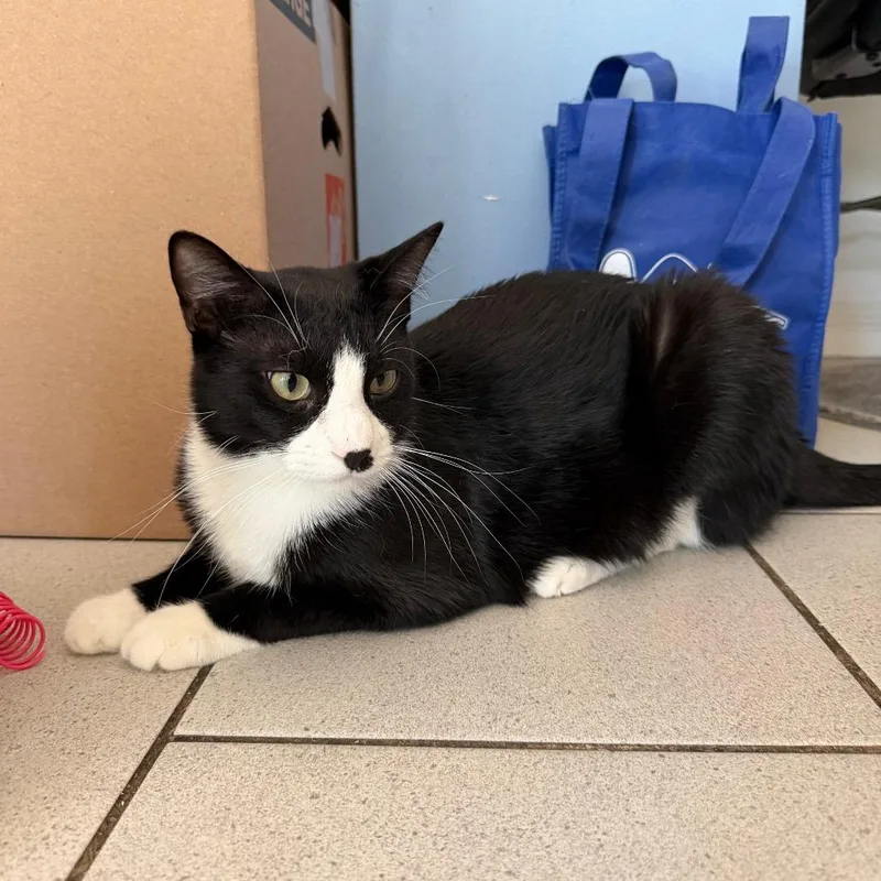 An adult small-sized male Black Domestic Short Hair cat named Pedro for adoption in Long Beach, CA