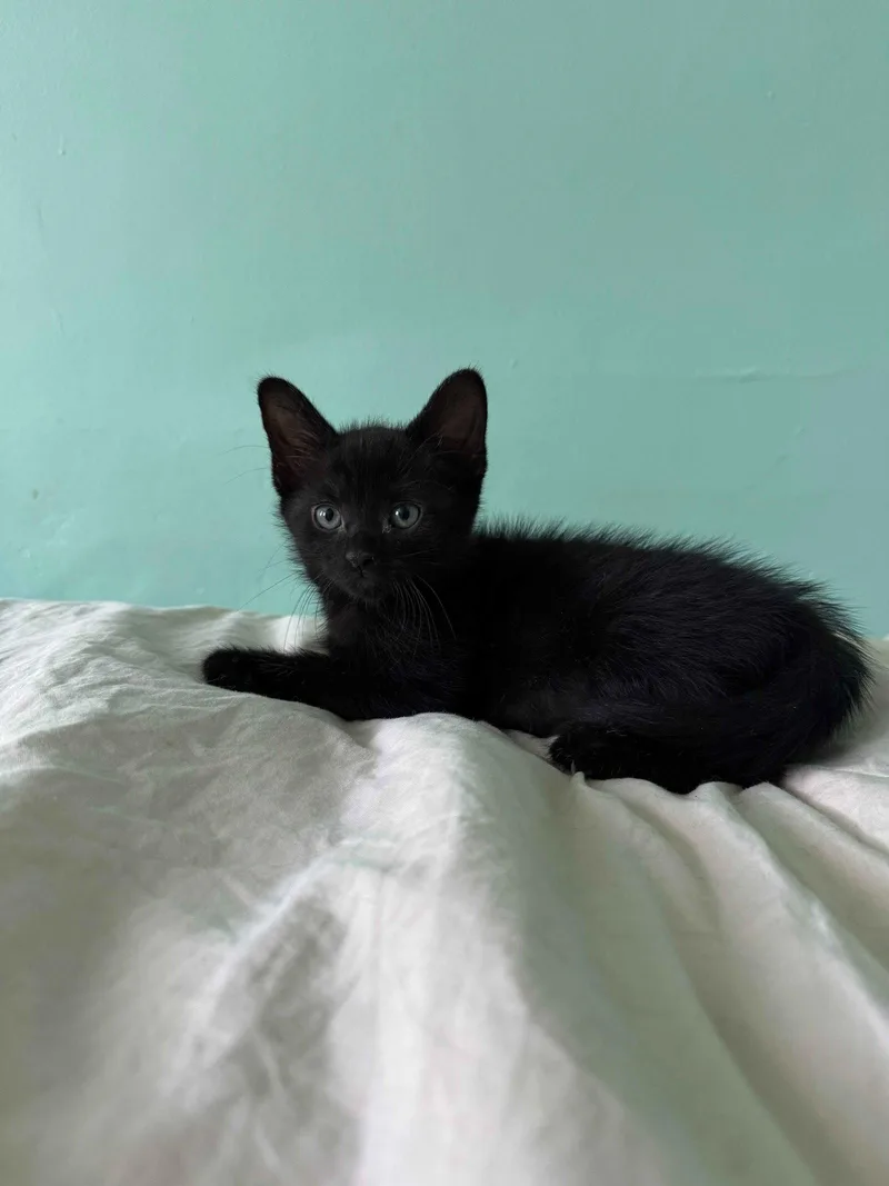 A baby medium-sized female Black Domestic Short Hair cat named Midnight Shandy for adoption in Trenton, NJ