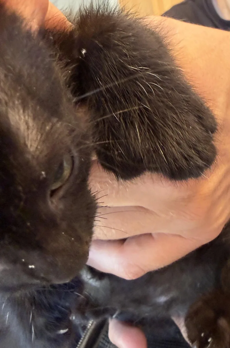 Midnight Shandy thumbnail 3