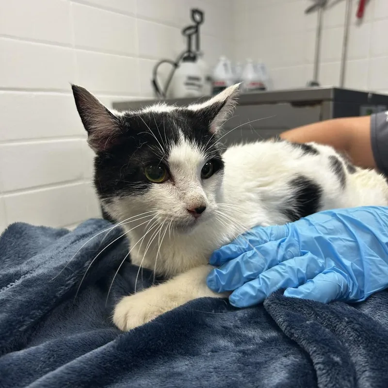 An adult medium-sized male Black Domestic Short Hair cat named Dipper for adoption in Spruce Pine, NC