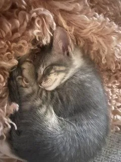 A baby medium-sized male Domestic Short Hair cat named Pickles for adoption in Irving, TX