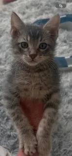 Pickles thumbnail 2