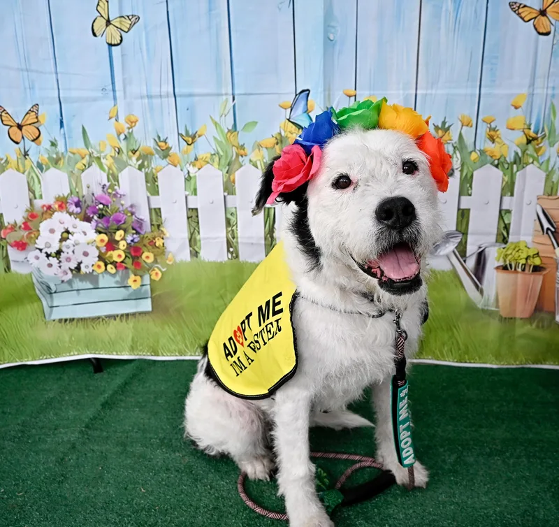A young medium-sized female Terrier dog named Annabelle for adoption in santa monica, CA