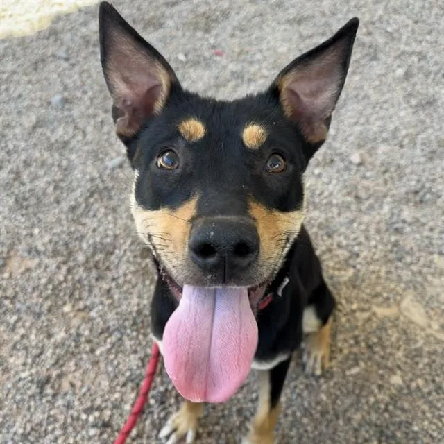 A young large-sized female Australian Kelpie dog named Love for adoption in Mesa, AZ