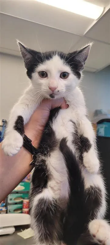 An adult small-sized male Domestic Short Hair cat named Mosby for adoption in West Chester, PA