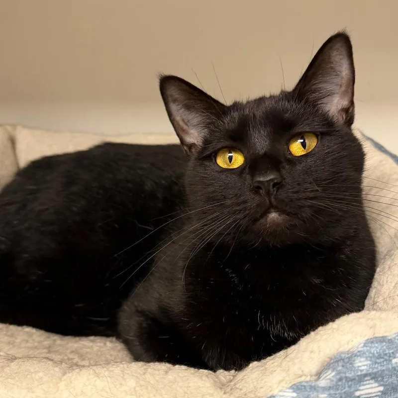 A young small-sized female Black Domestic Short Hair cat named Martha for adoption in Stillwater, OK