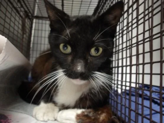 A young small-sized male Domestic Short Hair cat named Sapphire for adoption in Los Angeles, CA