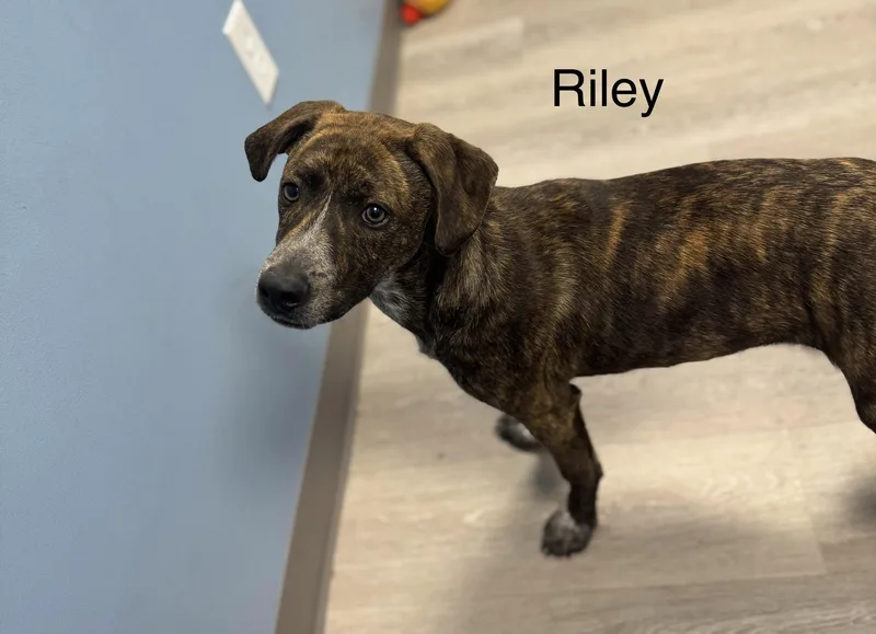 A baby medium-sized male Brindle Shepherd dog named Riley for adoption in Ulster, PA