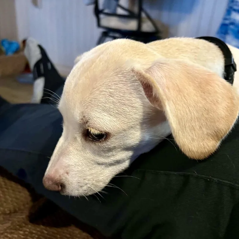 A baby medium-sized female Labrador Retriever dog named Waddles for adoption in Lewisville, IN