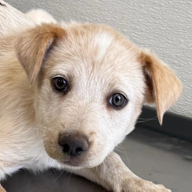 A baby medium-sized female White / Cream Mixed Breed dog named Musa for adoption in Las Cruces, NM