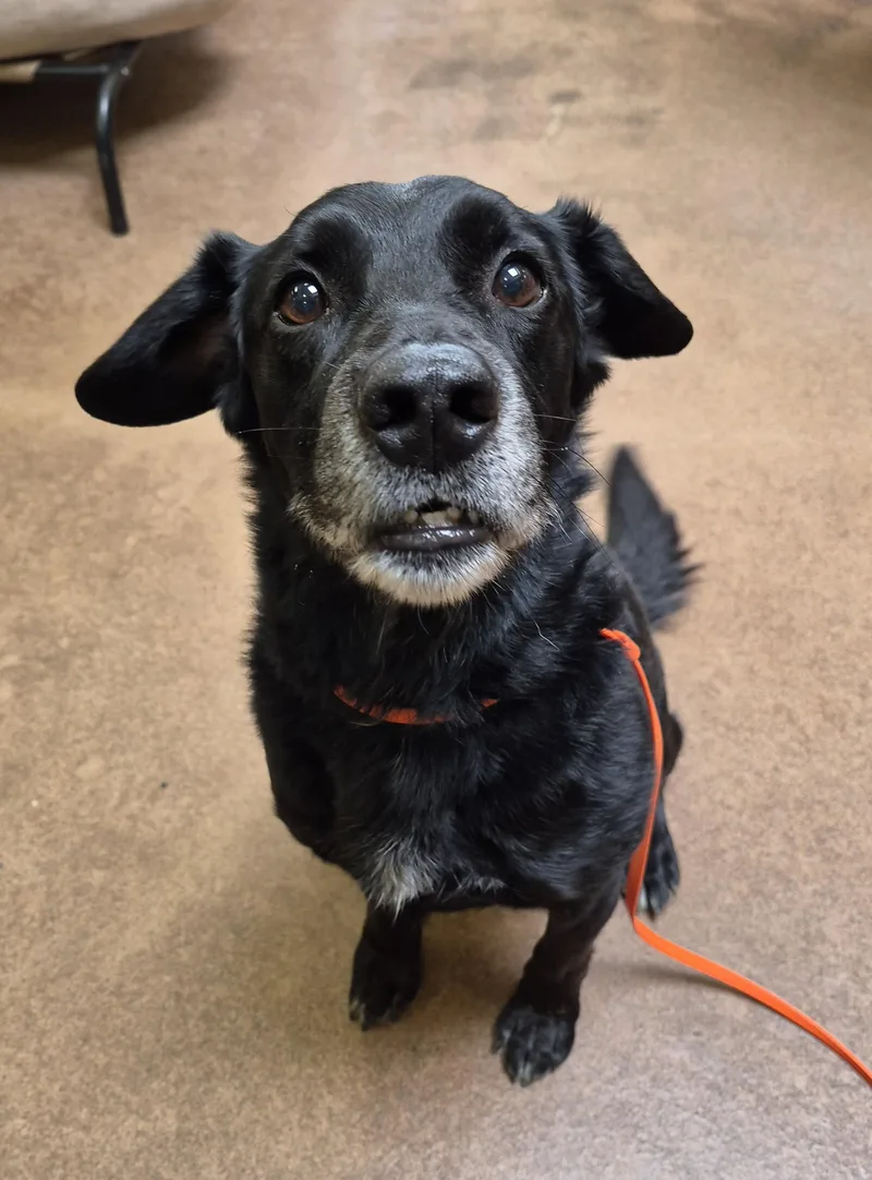 An adult medium-sized male Black Labrador Retriever dog named Codee for adoption in Sierra Vista, AZ