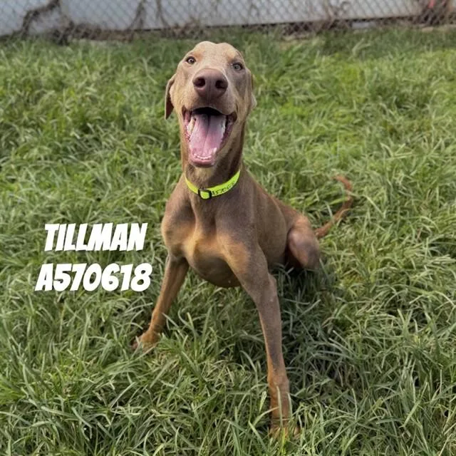 A young large-sized male Doberman Pinscher dog named Tillman for adoption in Huntsville, AL