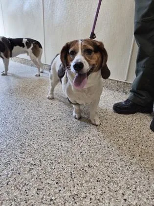 An adult medium-sized female Beagle dog named Delilah for adoption in Clarks Summit, PA
