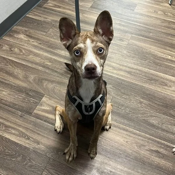 An adult medium-sized female Siberian Husky dog named Blitzzy for adoption in San Diego, CA