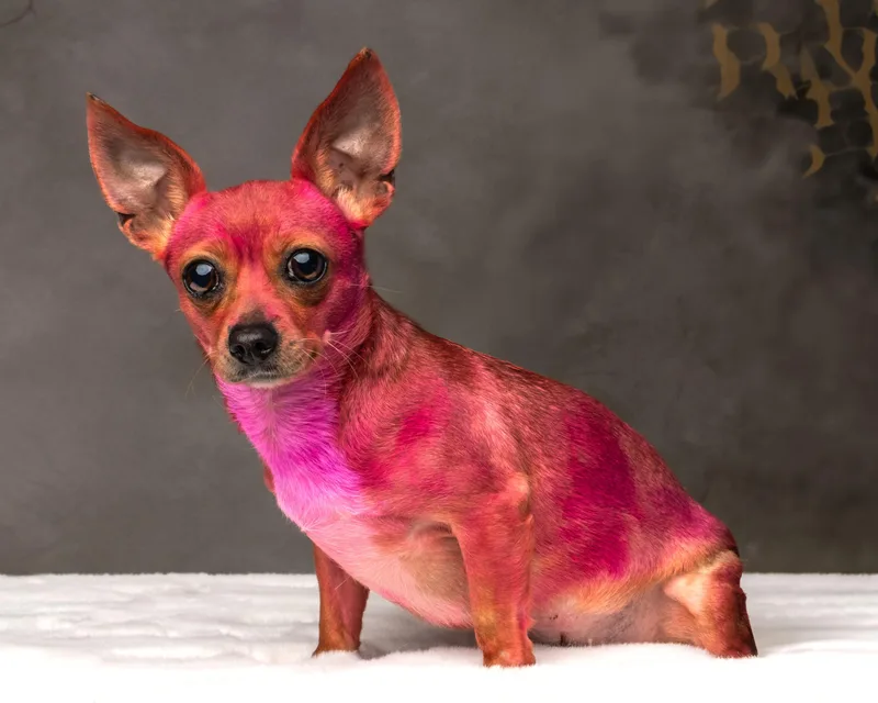 Rosarita Pinky thumbnail 3