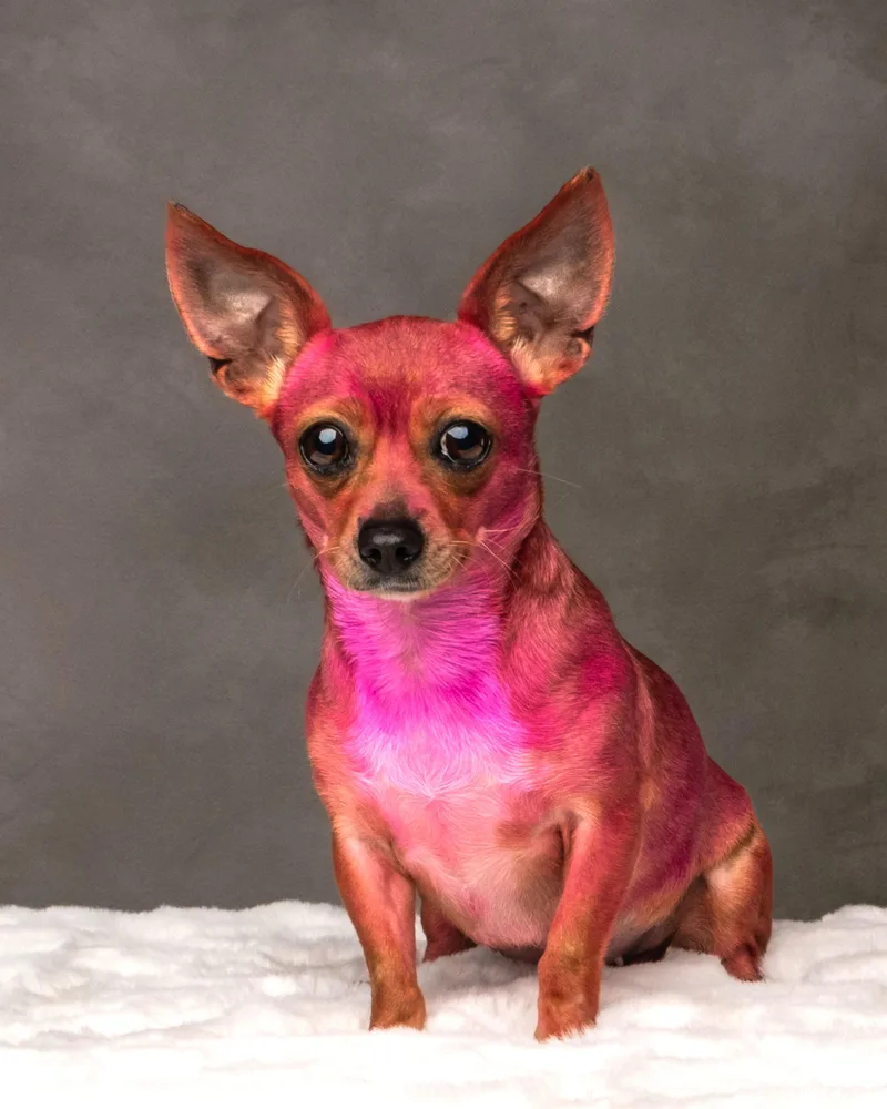 Rosarita Pinky thumbnail 4