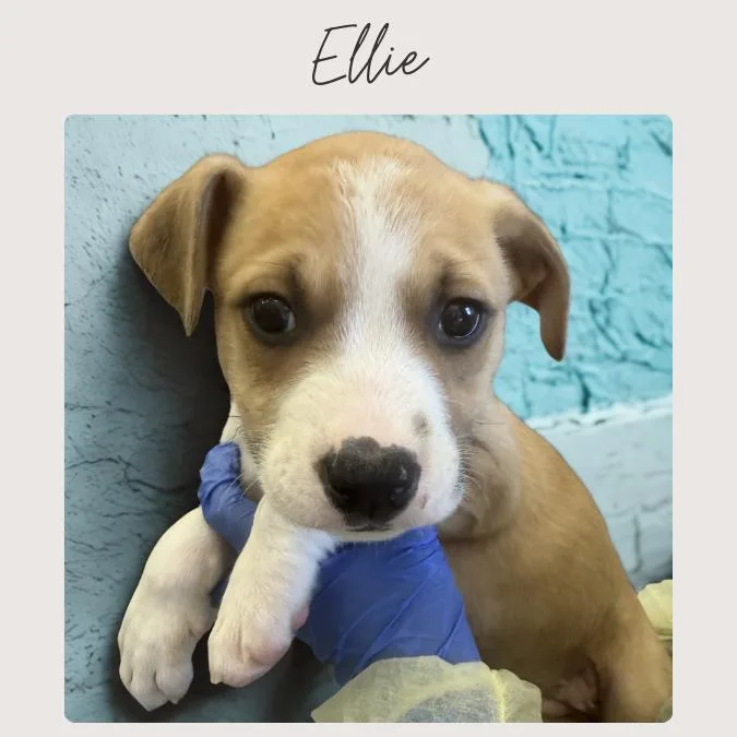 Ellie