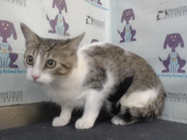 A young small-sized female Domestic Short Hair cat named Baby for adoption in Orlando, FL