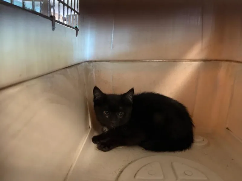 A baby medium-sized female Domestic Short Hair cat named Bessie for adoption in Chatsworth, CA