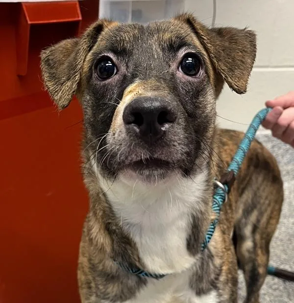 A young medium-sized female Cardigan Welsh Corgi dog named Sky for adoption in Golden, CO