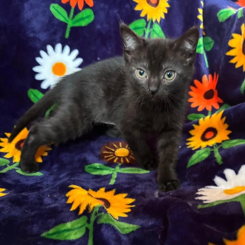 A baby small-sized female Black Domestic Short Hair cat named Silky for adoption in Parkersburg, WV