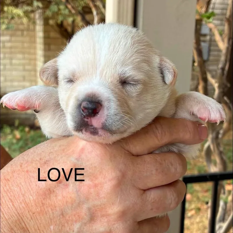 A baby small-sized male Chihuahua dog named Love for adoption in Allen, TX
