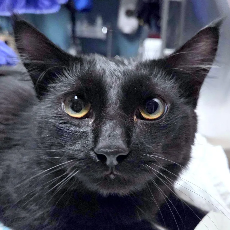 An adult medium-sized male Black Domestic Medium Hair cat named Saturn for adoption in Providence, RI