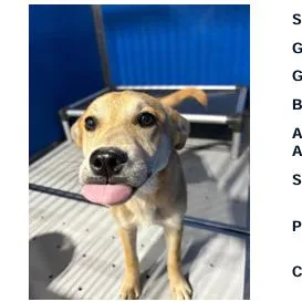 A young medium-sized female Yellow / Tan / Blond / Fawn Beagle dog named Dutches for adoption in Franklin, NC