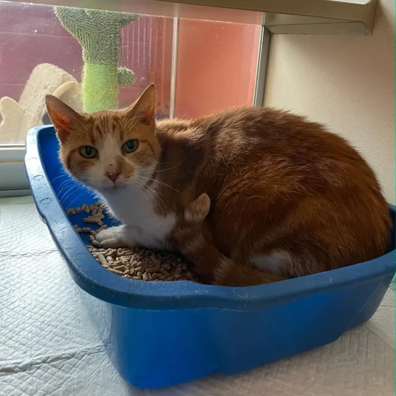 A senior medium-sized male Orange & White Domestic Short Hair cat named Herschel for adoption in Mansfield, OH
