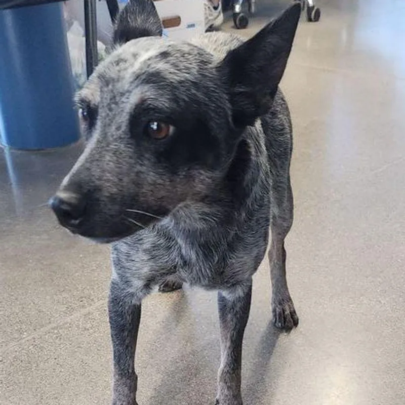 An adult medium-sized female Merle (Blue) Australian Cattle Dog / Blue Heeler dog named Maleficent for adoption in Kingman, AZ