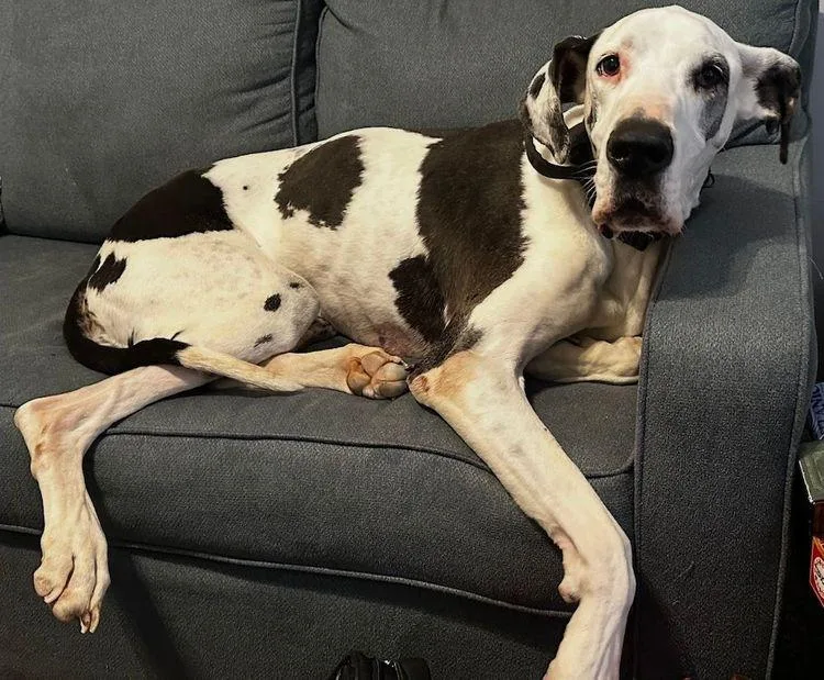 Missandei thumbnail 2