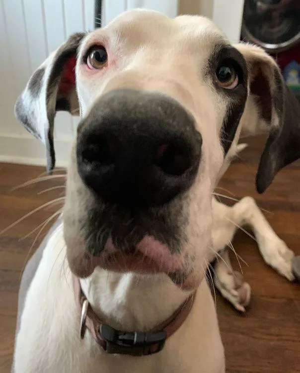 Missandei thumbnail 3