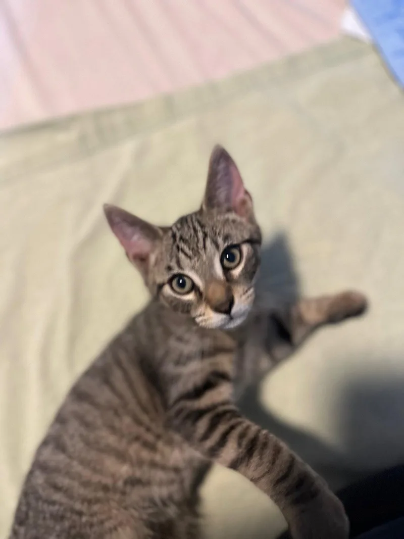 Jj