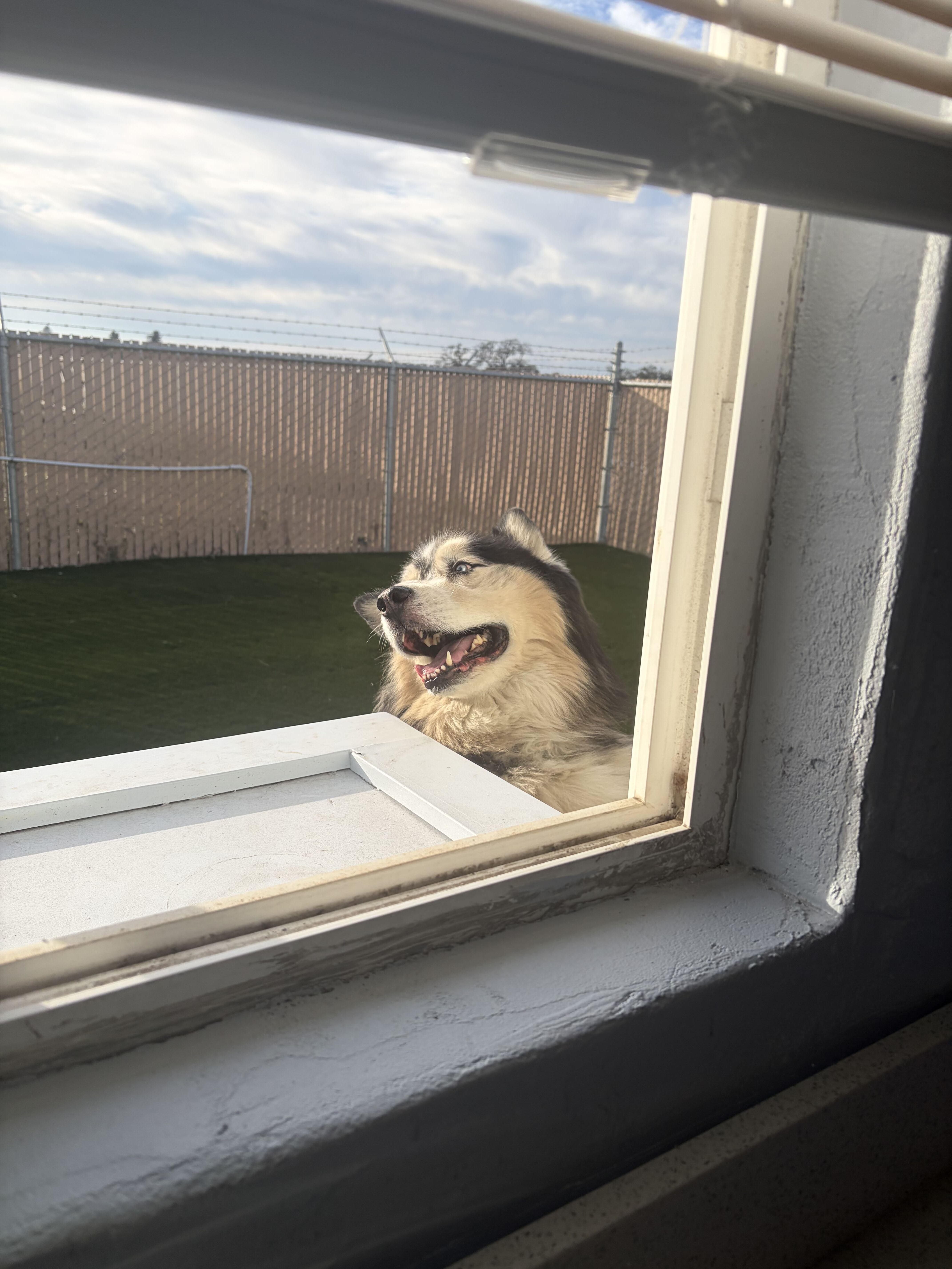 An adult medium-sized male Apricot / Beige Husky dog named Steve for adoption in San Rafael, CA