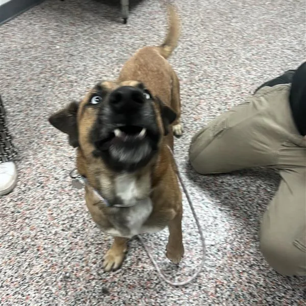 An adult large-sized male Black Mixed Breed dog named Mazda for adoption in Salt Lake City, UT